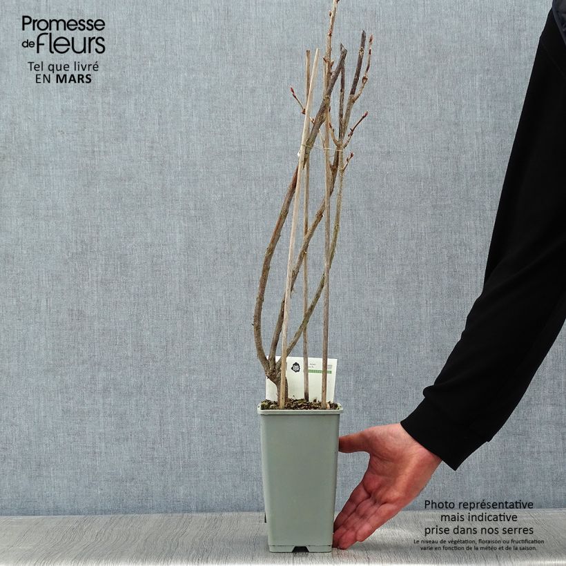 Grosella negra Titania Maceta 1,5L/2L, Formación arbustiva Ejemplar entregado en invierno