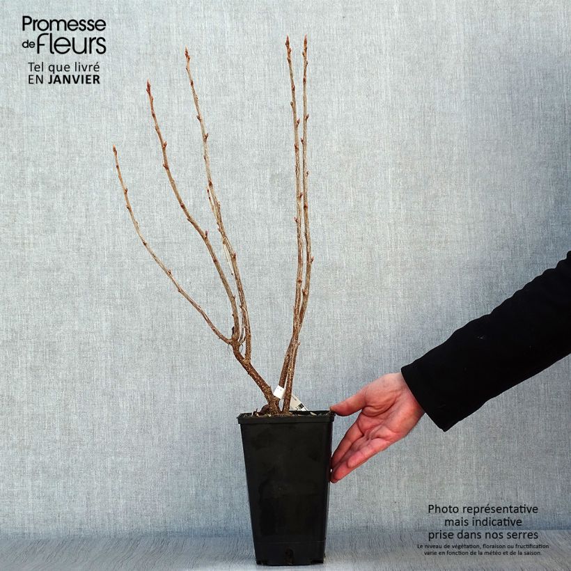 Grosella negra Troll Maceta 2L/3L, Formación arbustiva Ejemplar entregado en invierno