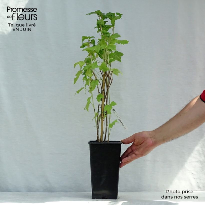 Ejemplar de Grosella negra Wellington Maceta 1,5L/2L, Formación arbustiva entregado en verano