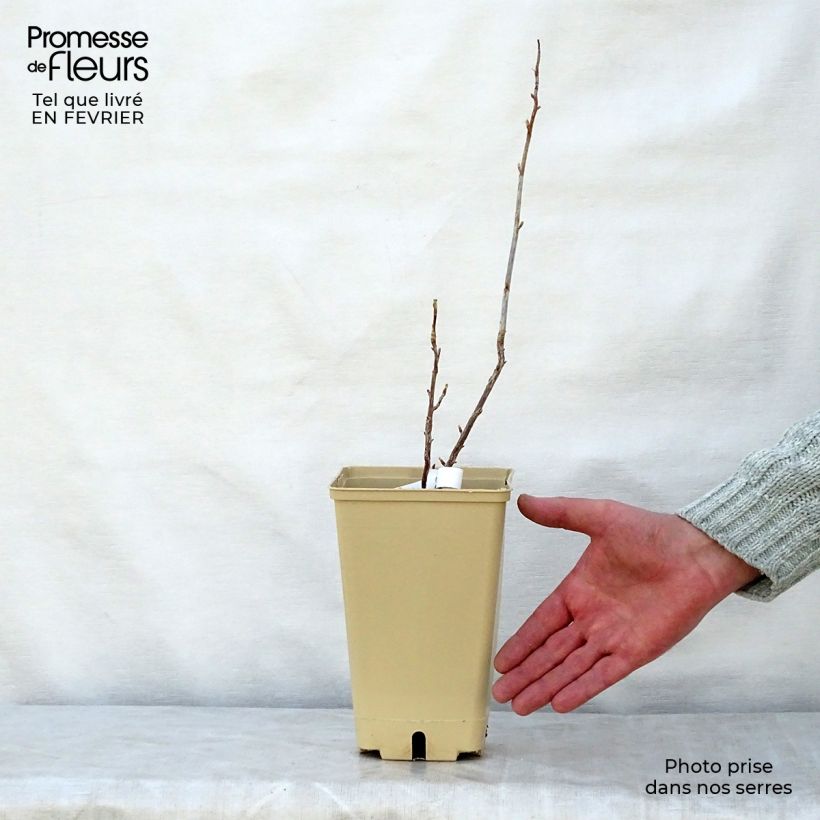 Grosella negra Wellington Maceta 1,5L/2L, Formación arbustiva Ejemplar entregado en invierno