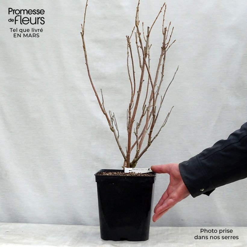 Grosella negra Wellington Maceta 1,5L/2L, Formación arbustiva Ejemplar entregado en la primavera