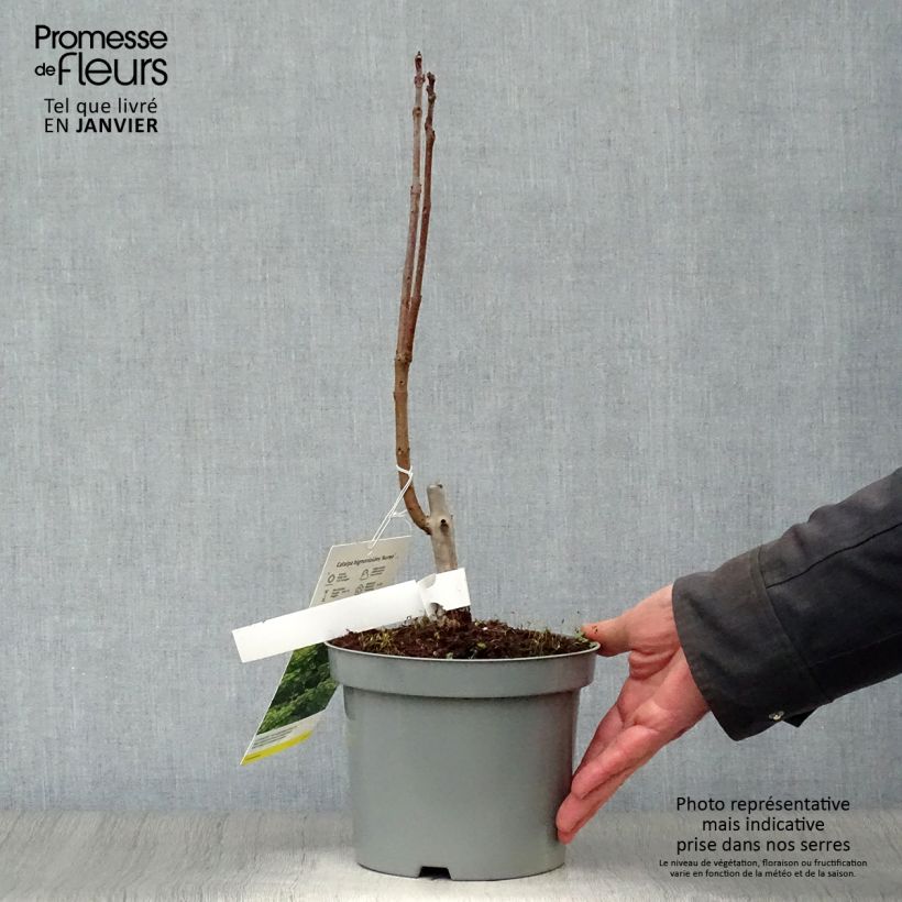 Catalpa bignonioides Aurea Maceta 2L/3L Ejemplar entregado en invierno