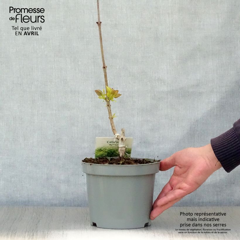 Catalpa bignonioides Aurea Maceta 2L/3L Ejemplar entregado en la primavera