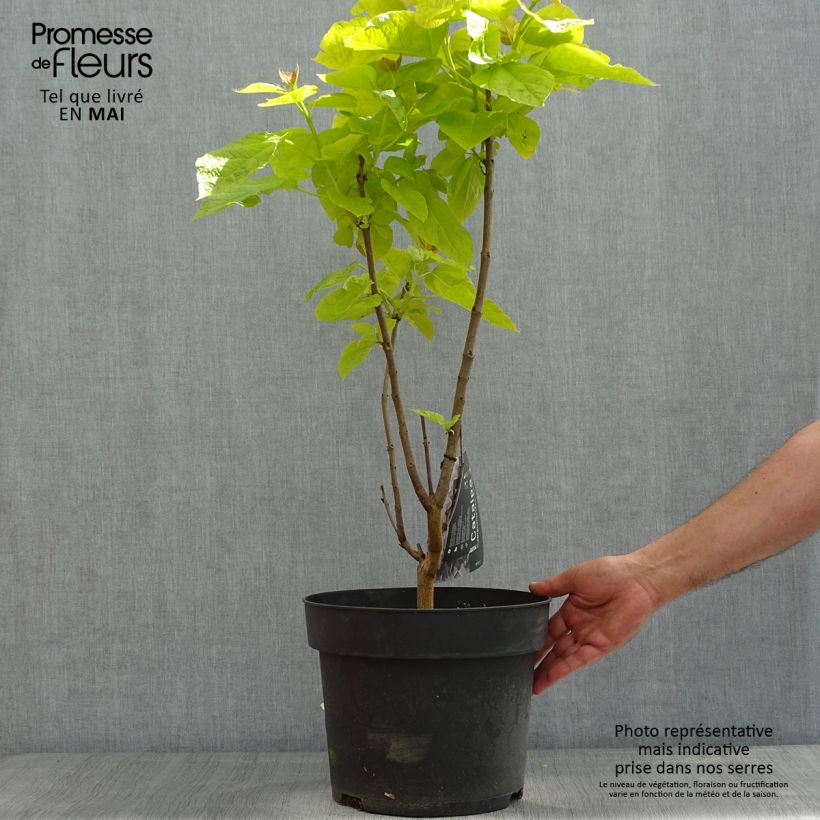 Catalpa bignonioides Aurea Maceta 4L/5L Ejemplar entregado en la primavera