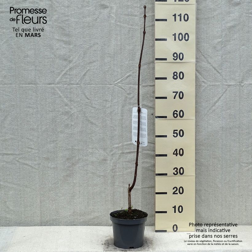 Catalpa erubescens Purpurea Maceta 3L/4L Ejemplar entregado en invierno