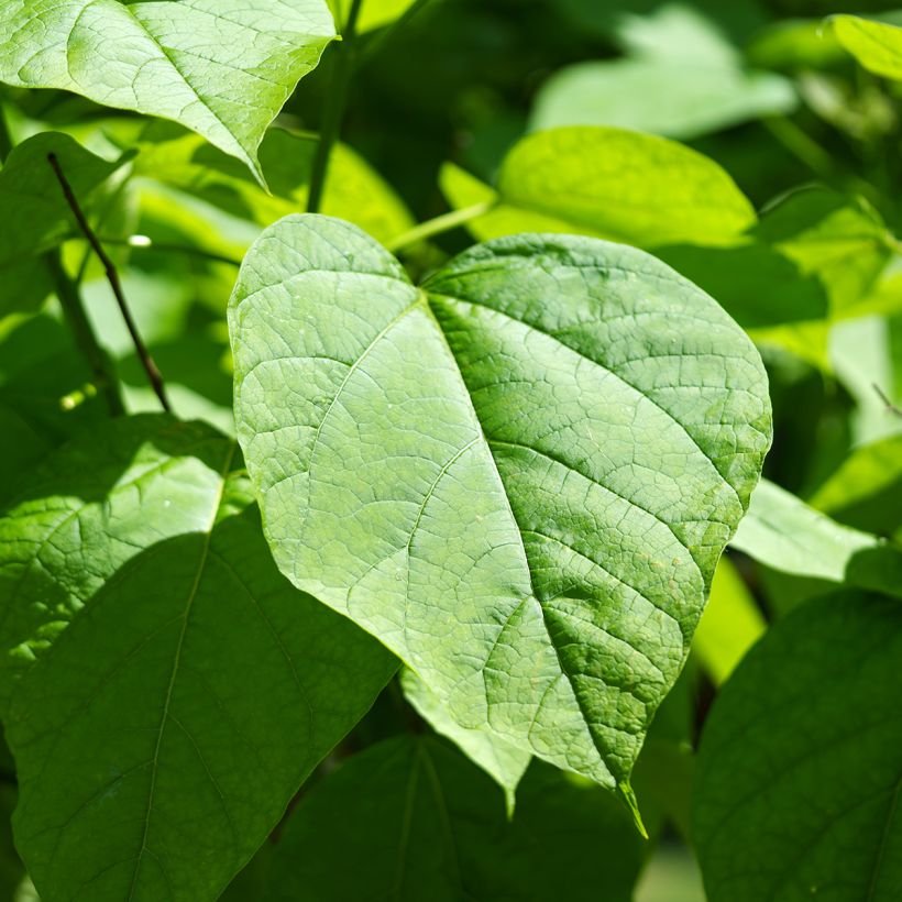 Catalpa bignonioides (semillas) (Follaje)
