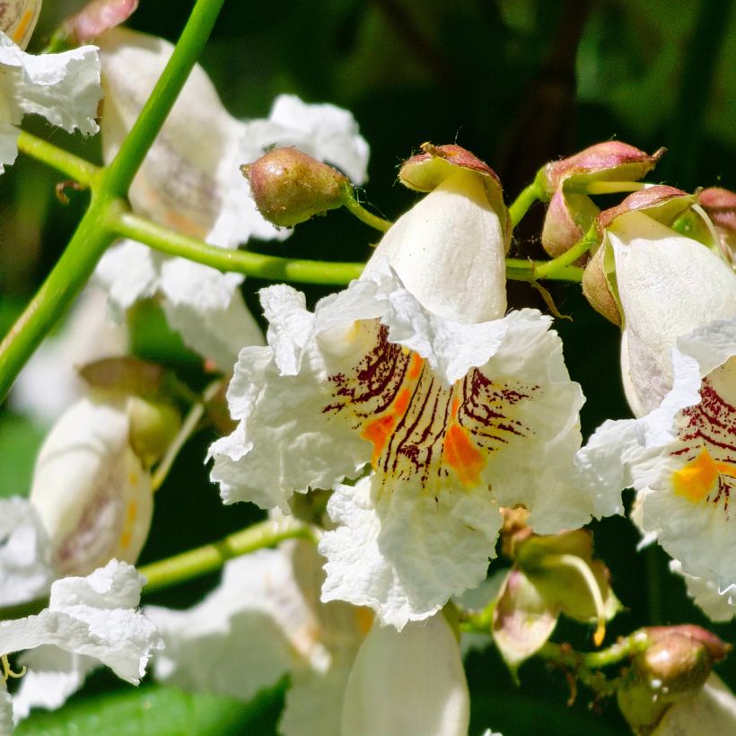 Catalpa bignonioides (semillas) (Floración)