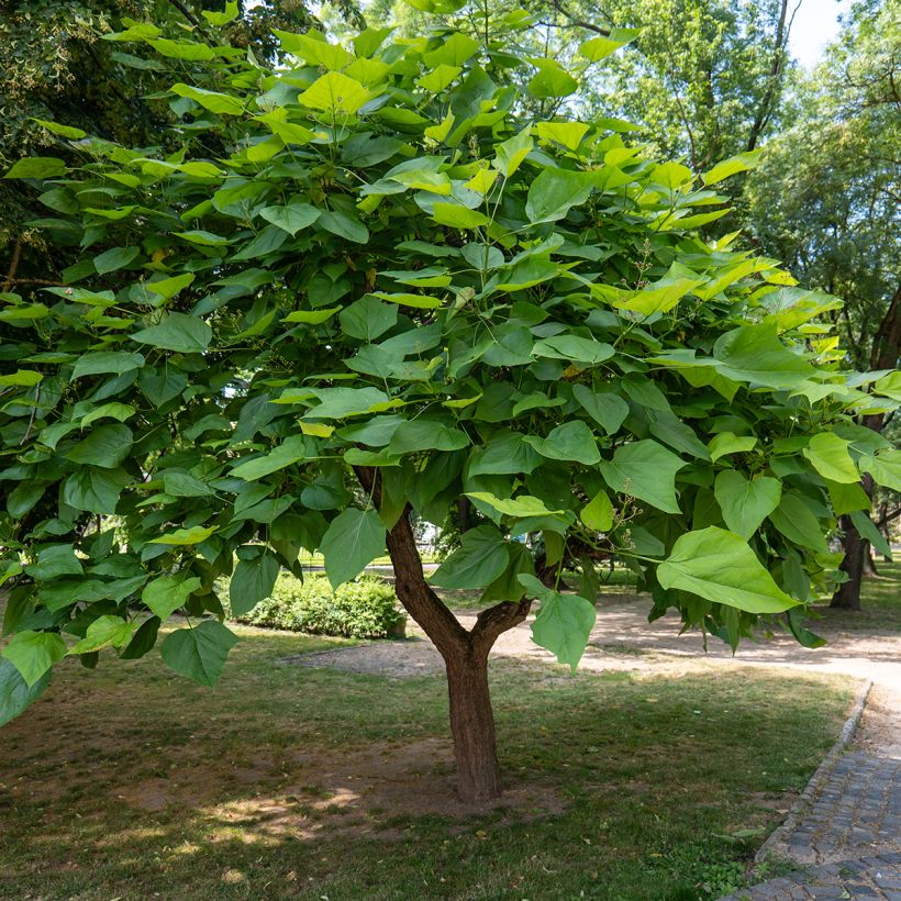 Catalpa bignonioides (semillas) (Porte)