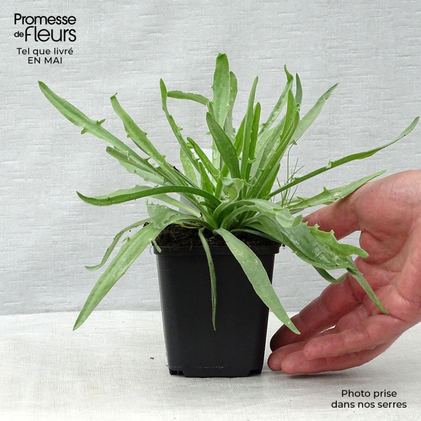 Catananche caerulea Alba Maceta de 8/9 cm Ejemplar entregado en la primavera