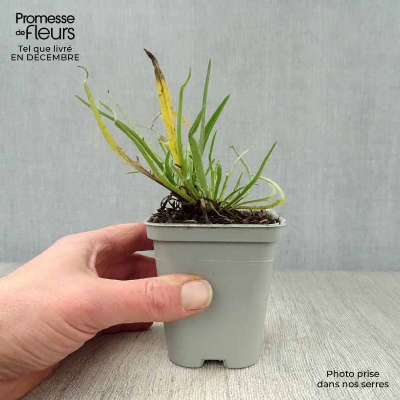 Catananche caerulea Alba Maceta de 8/9 cm Ejemplar entregado en invierno