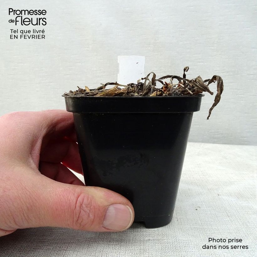 Catananche caerulea - Flecha de cupido Maceta de 7/8 cm Ejemplar entregado en invierno