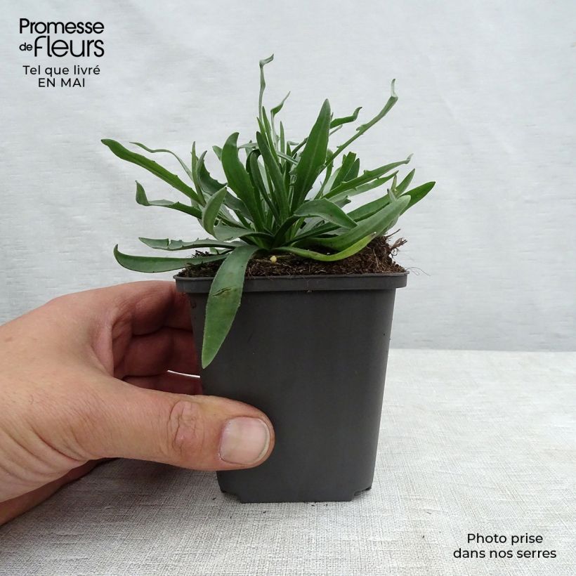 Catananche caerulea - Flecha de cupido Maceta de 7/8 cm Ejemplar entregado en la primavera