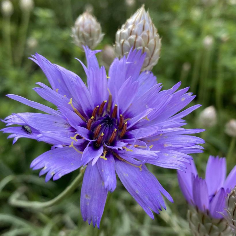 Catananche caerulea - Flecha de cupido (Floración)