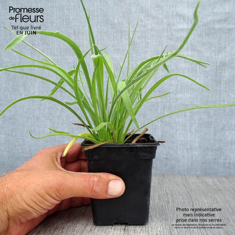 Ejemplar de Catananche caerulea - Flecha de cupido Maceta de 7/8 cm entregado en verano