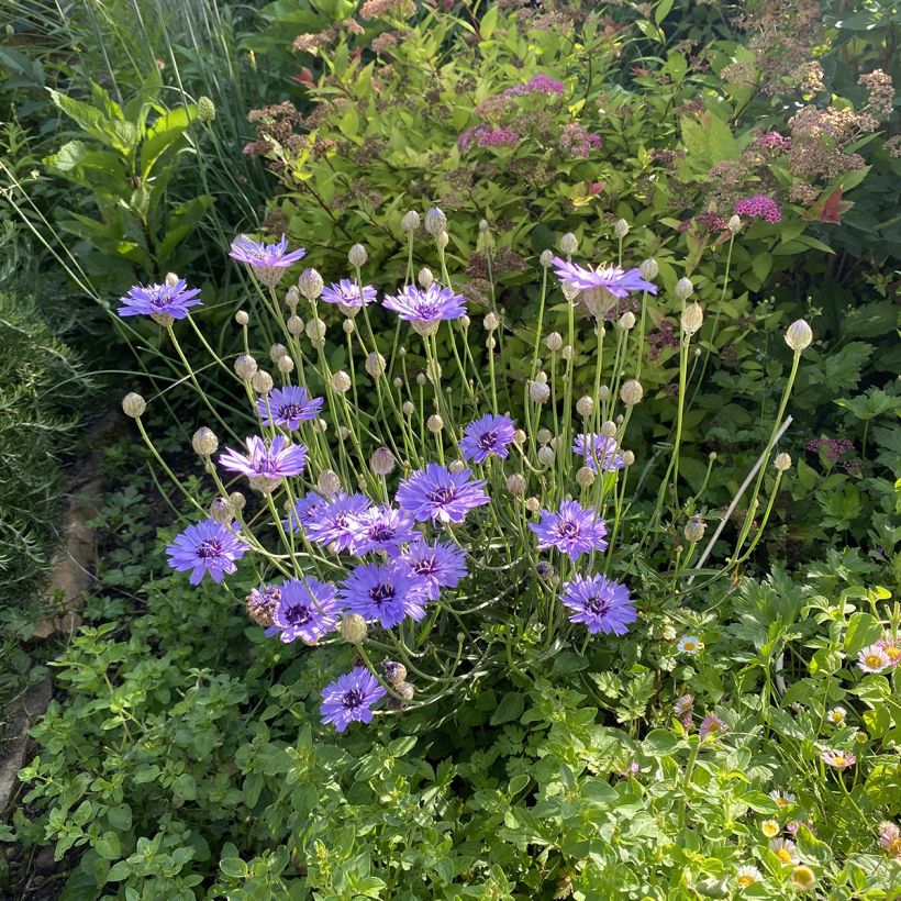 Catananche caerulea - Flecha de cupido (Porte)
