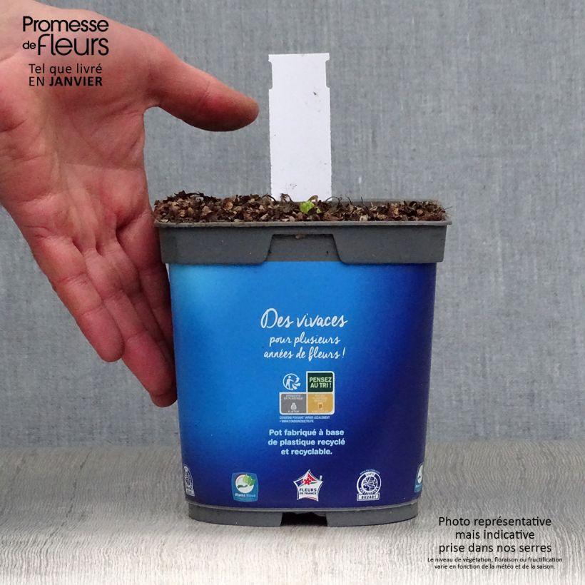 Catananche caerulea - Flecha de cupido Maceta 2L/3L Ejemplar entregado en invierno