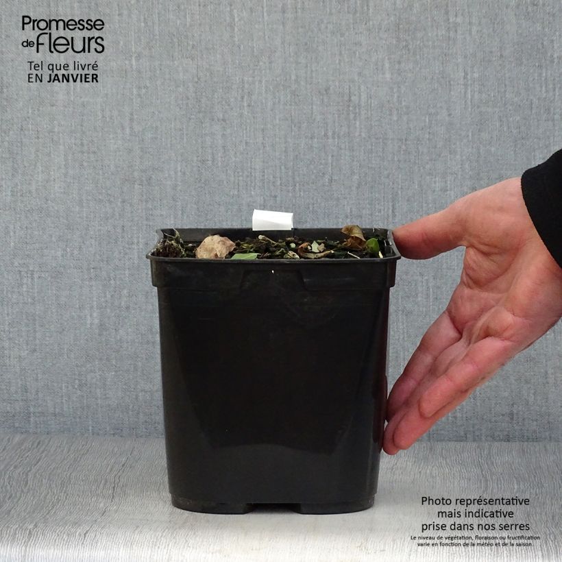 Cautleya spicata Robusta Maceta 2L/3L Ejemplar entregado en invierno