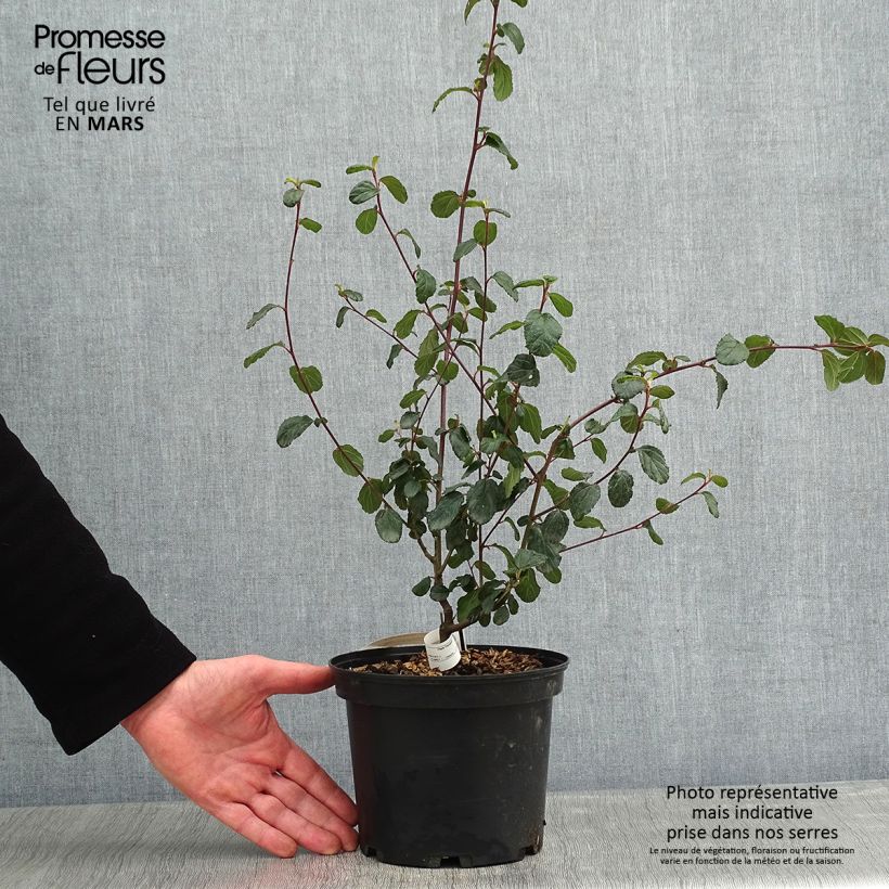 Ceanoto Autumnal Blue Maceta 2L/3L Ejemplar entregado en invierno