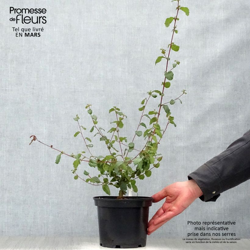 Ceanoto Autumnal Blue Maceta 2L/3L Ejemplar entregado en la primavera