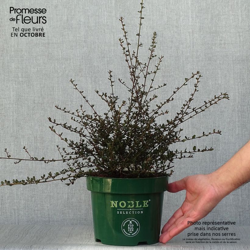 Ejemplar de Ceanoto thyrsiflorus var. repens Blue Sapphire Maceta 2L/3L entregado en otoño