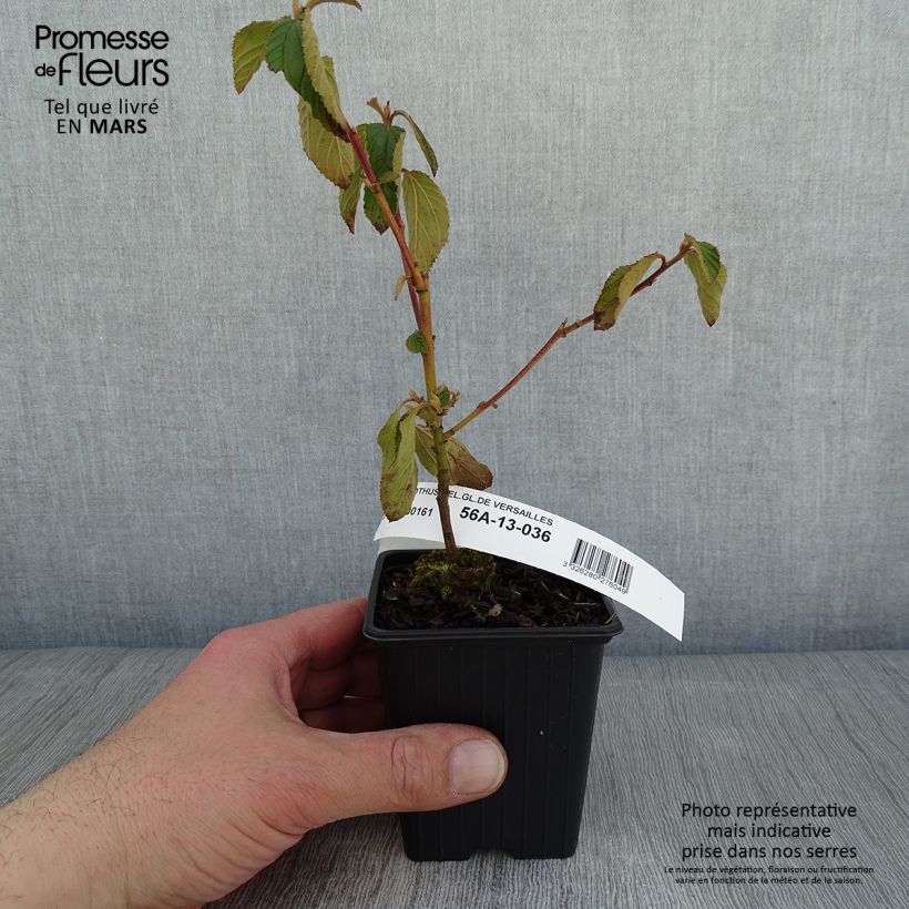 Ceanoto Gloire de Versailles Maceta de 8/9 cm Ejemplar entregado en invierno