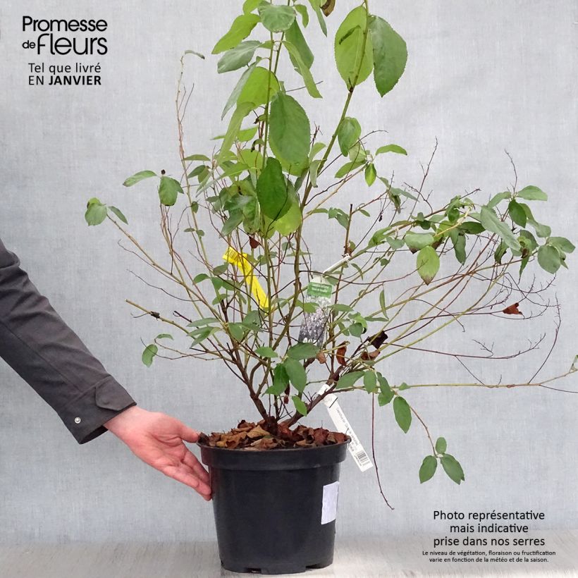 Ceanoto Gloire de Versailles Maceta 7,5L/10L Ejemplar entregado en invierno