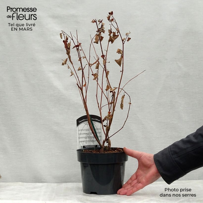 Ceanoto Henri Desfossé Maceta 2L/3L Ejemplar entregado en la primavera