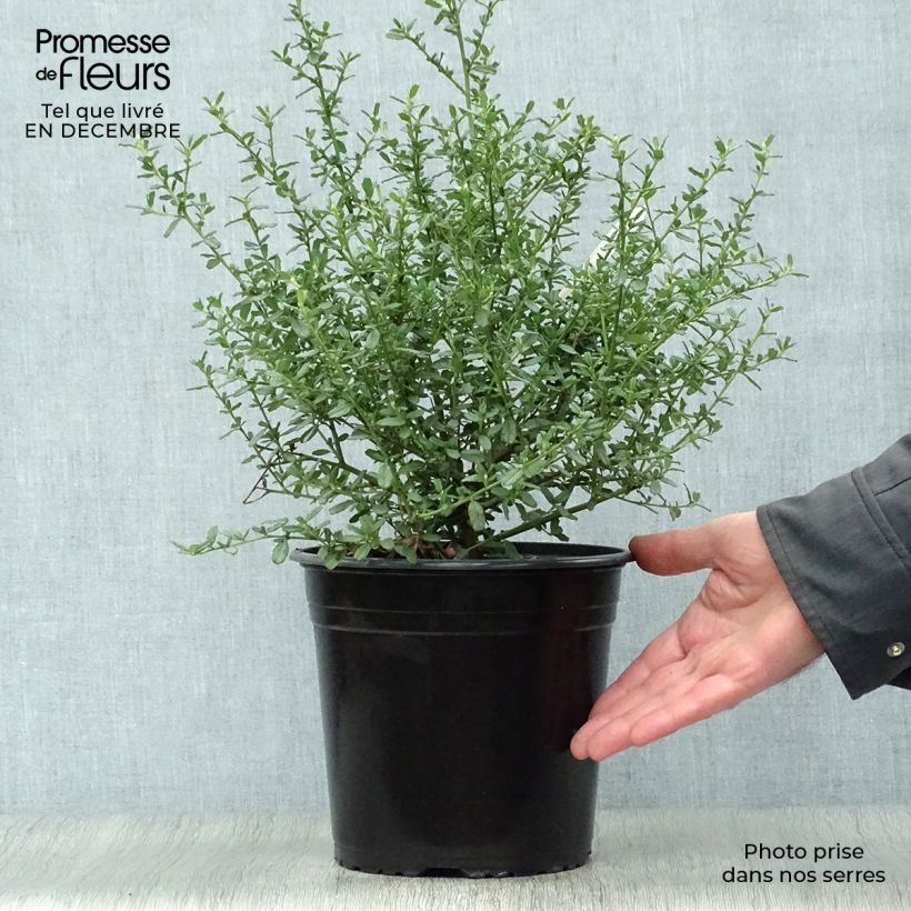 Ceanoto Italian Skies Maceta 4L/5L Ejemplar entregado en invierno