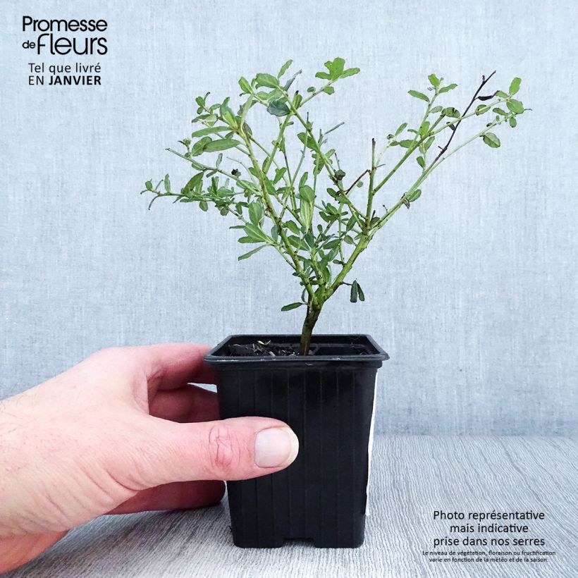 Ceanoto Italian Skies Maceta de 8/9 cm Ejemplar entregado en invierno