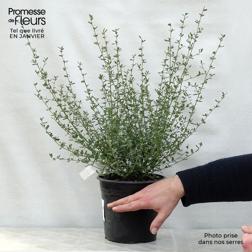 Ceanoto Italian Skies Maceta 2L/3L Ejemplar entregado en invierno