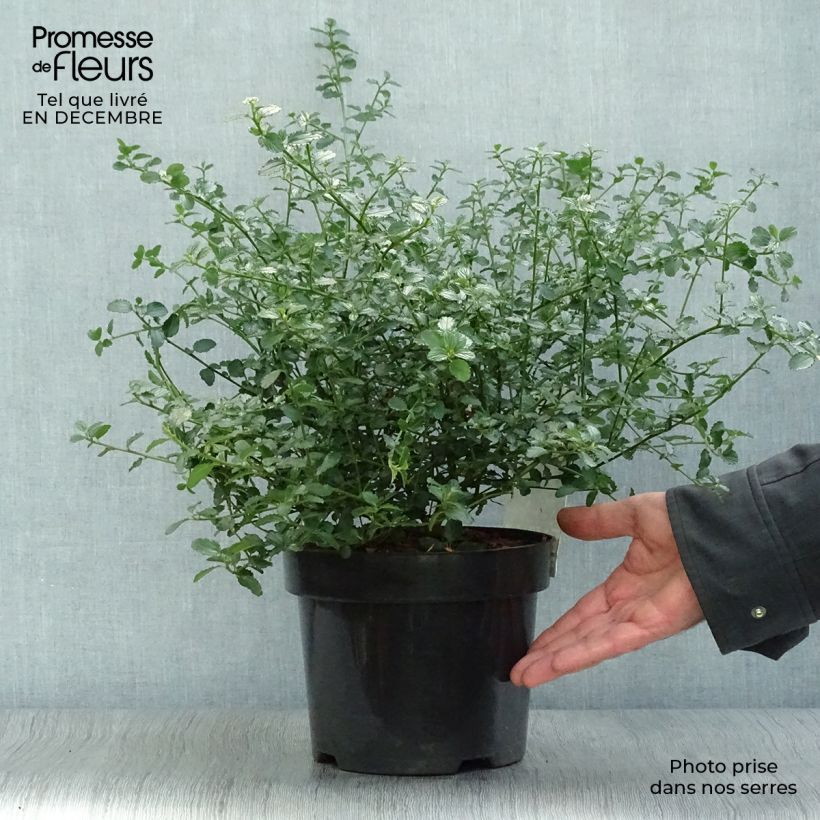 Ceanoto thyrsiflorus Repens Maceta 2L/3L Ejemplar entregado en invierno