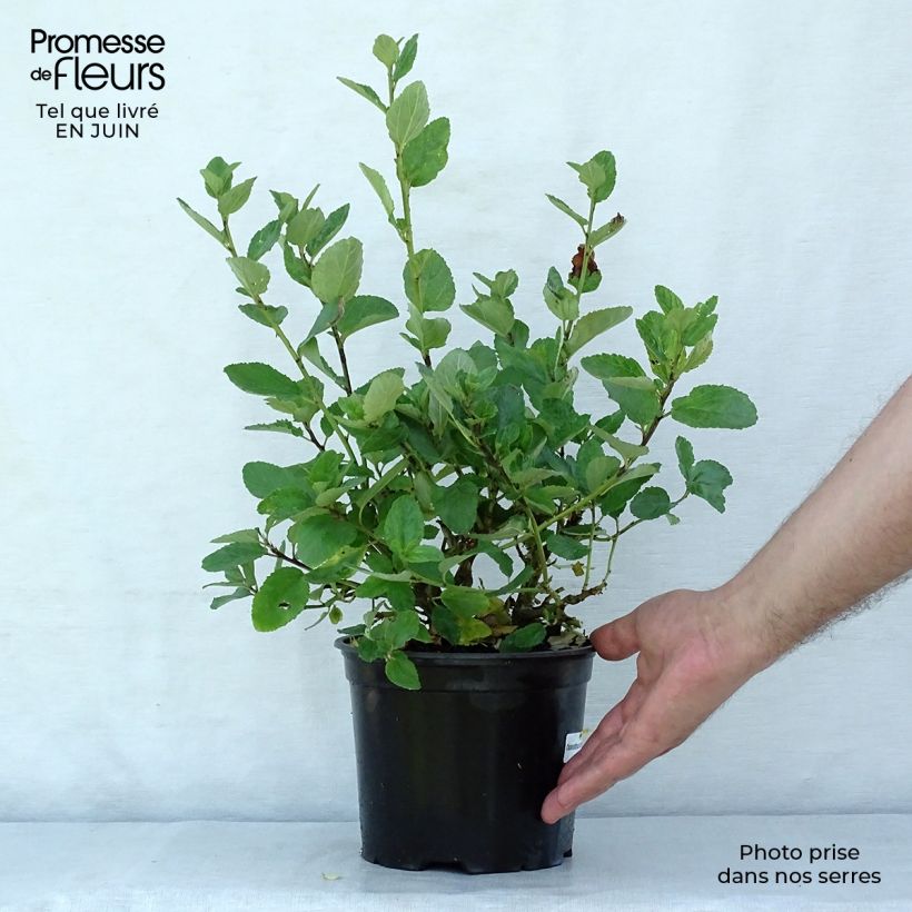 Ejemplar de Ceanoto arboreus Trewithen Blue - Ceanoto arbóreo Maceta 2L/3L entregado en verano