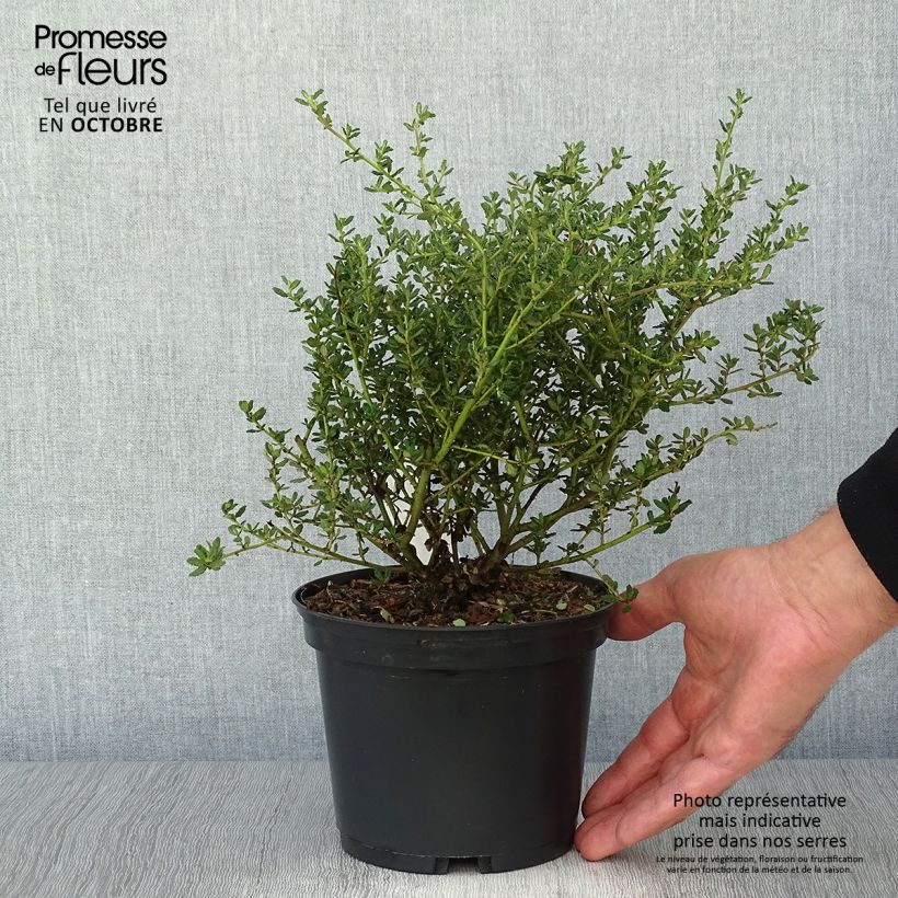 Ejemplar de Ceanoto Puget Blue Maceta 2L/3L entregado en otoño