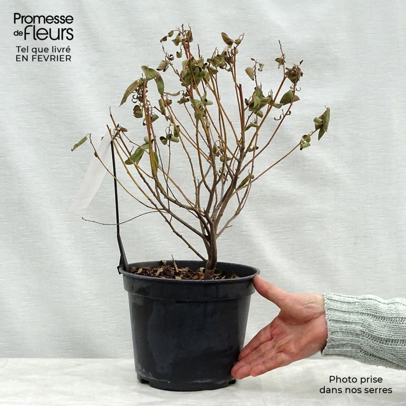 Ceanoto pallidus Marie Blue Maceta 3L/4L Ejemplar entregado en invierno