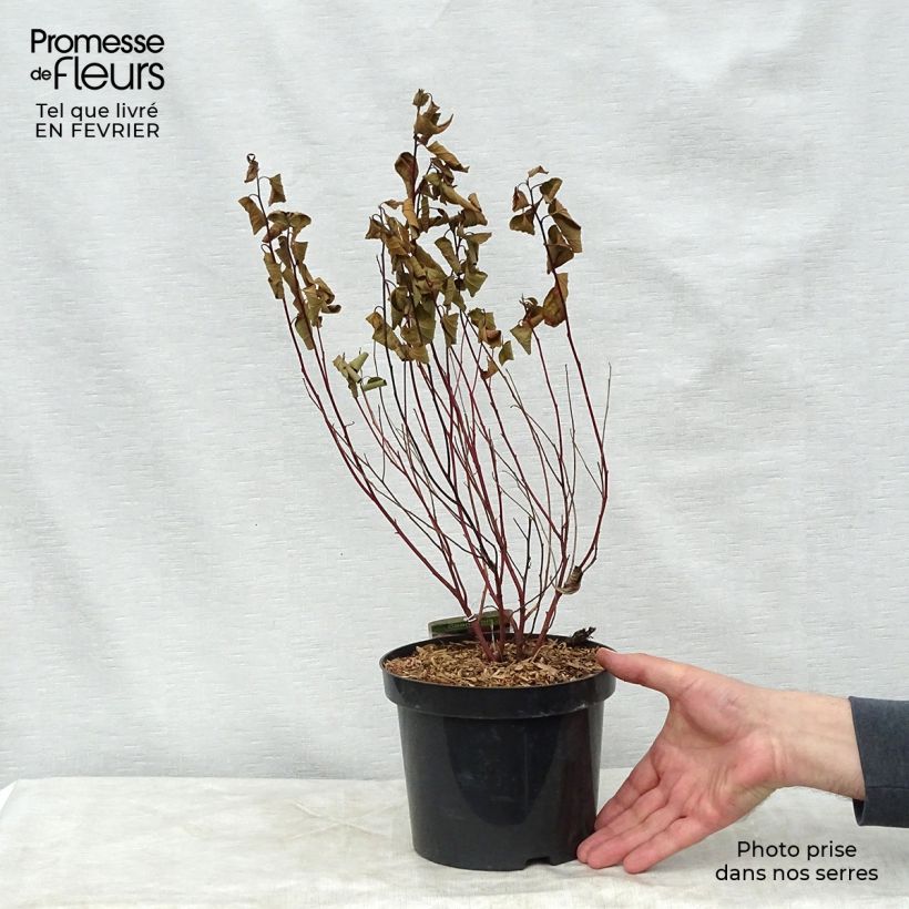 Ceanoto pallidus Marie Simon Maceta 2L/3L Ejemplar entregado en invierno