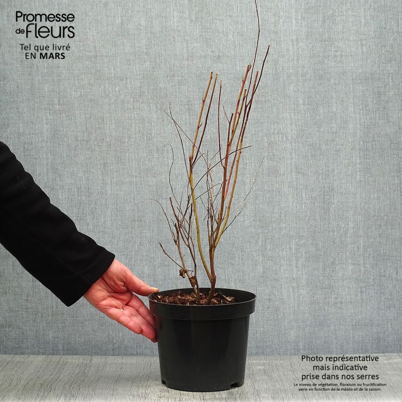 Ceanoto pallidus Marie Simon Maceta 2L/3L Ejemplar entregado en la primavera