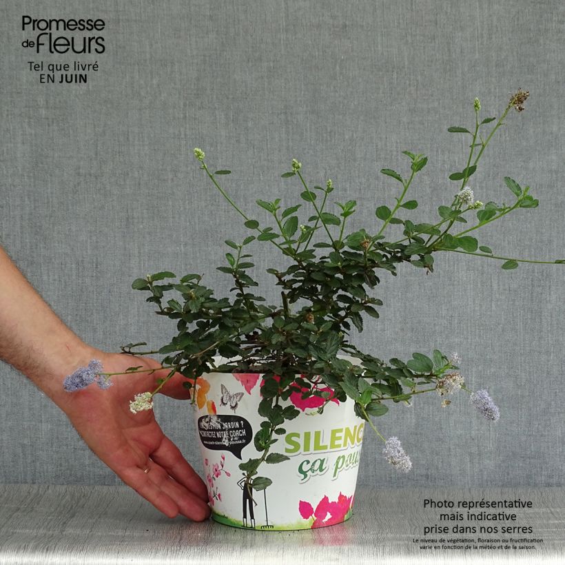 Ejemplar de Ceanoto prostratus Prostratus Maceta 2L/3L entregado en verano