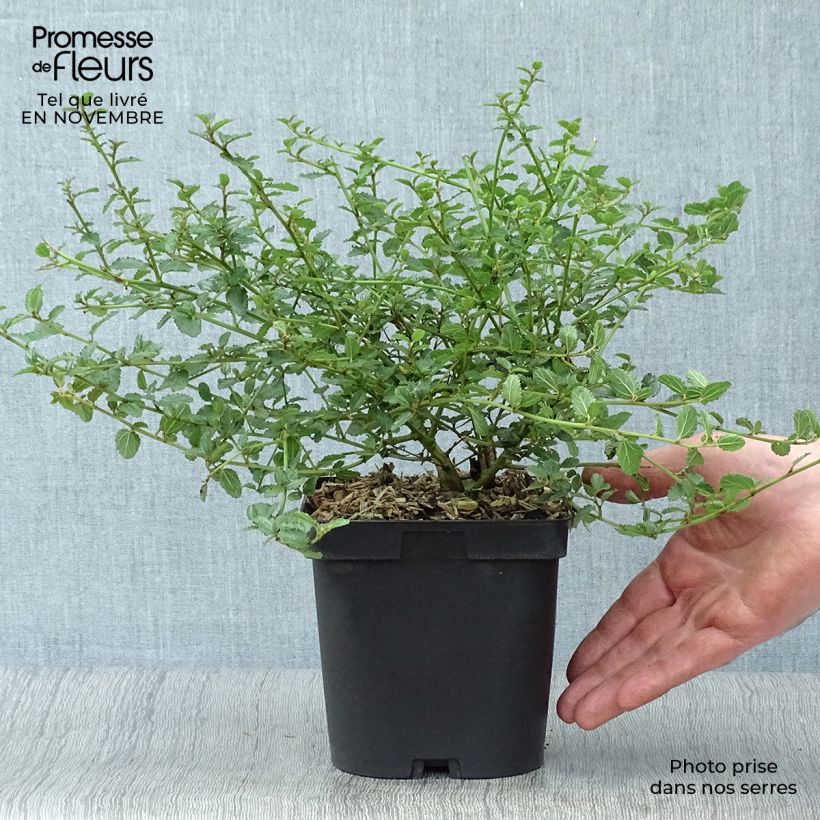 Ejemplar de Ceanoto prostratus Prostratus Maceta 4L/5L entregado en otoño