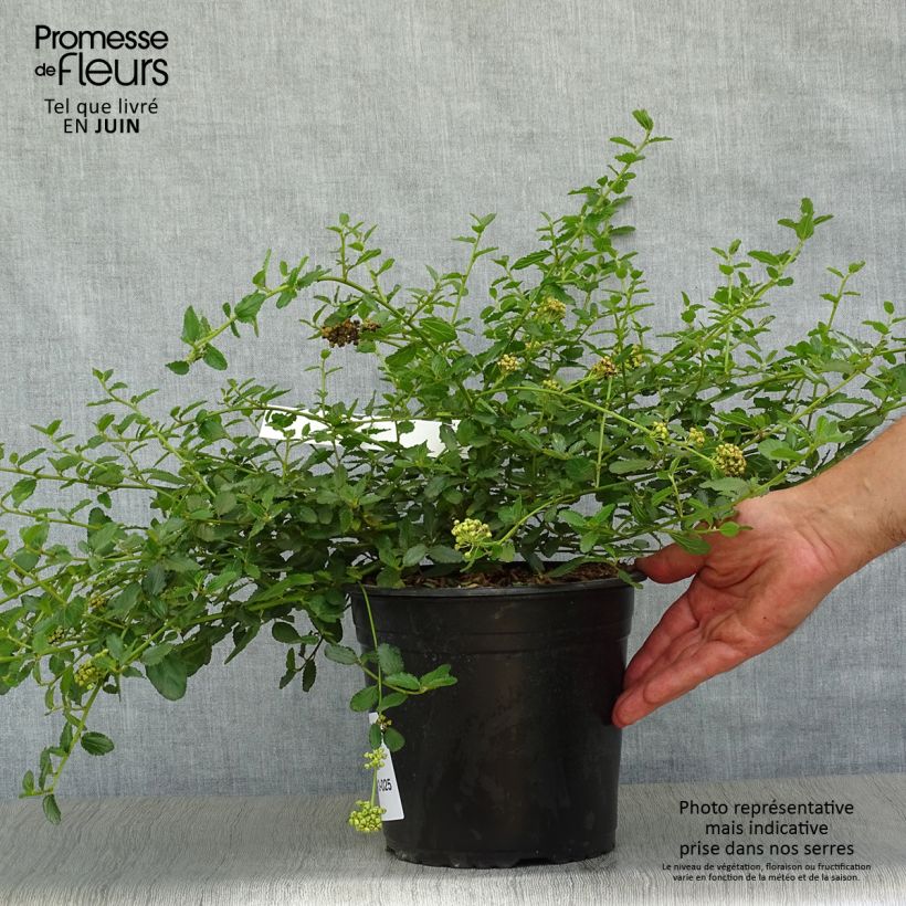 Ejemplar de Ceanoto prostratus Prostratus Maceta 4L/5L entregado en verano