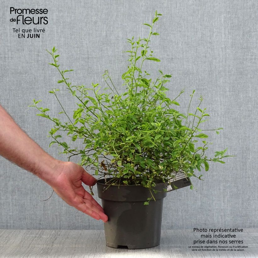 Ceanoto thyrsiflorus El Dorado Maceta 2L/3L Ejemplar entregado en la primavera