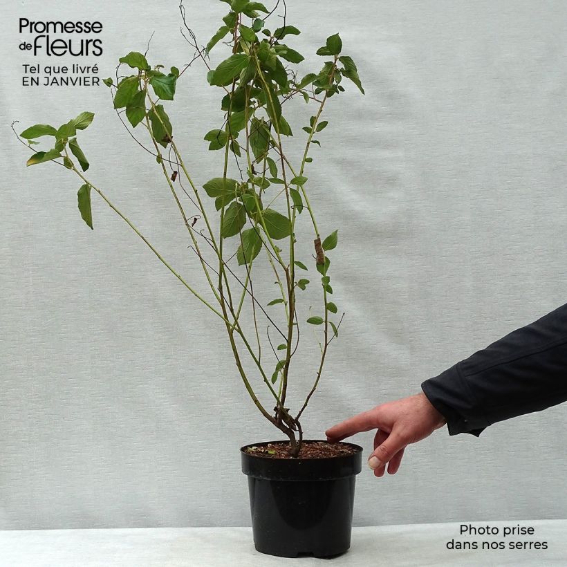 Ceanoto Gloire de Versailles Maceta 3L/4L Ejemplar entregado en invierno