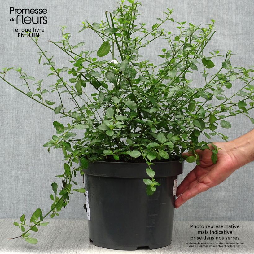 Ejemplar de Ceanoto thyrsiflorus Repens Maceta 7,5L/10L entregado en verano