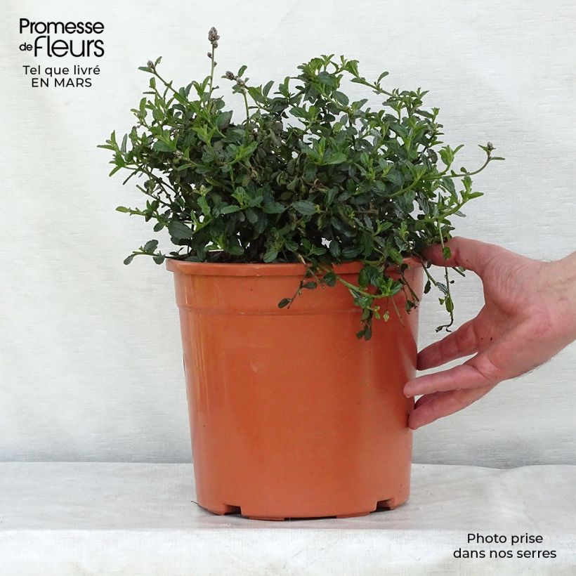Ceanoto thyrsiflorus Repens Maceta 7,5L/10L Ejemplar entregado en invierno