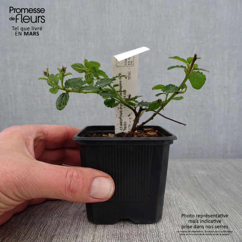 Ceanoto thyrsiflorus Repens Maceta de 8/9 cm Ejemplar entregado en invierno