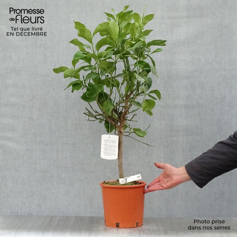 Cidro - Citrus medica Maceta 3L/4L, 1/4 tallo Ejemplar entregado en invierno