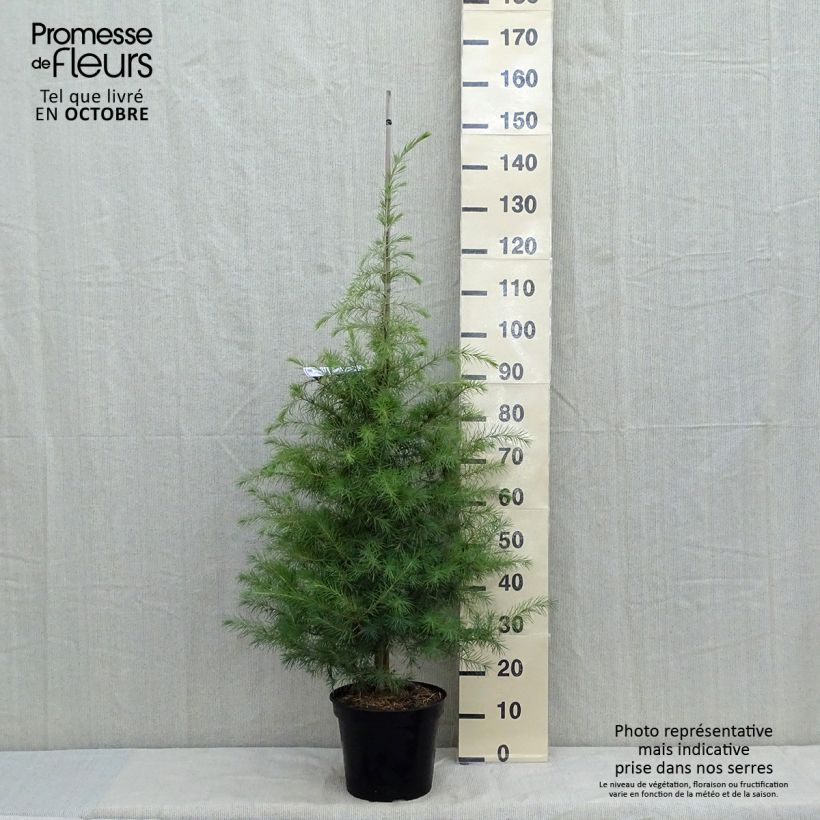 Ejemplar de Cedro del Himalaya - Cedrus deodara Feeling Blue - Cedro del Himalaya Maceta 12L/15L entregado en otoño