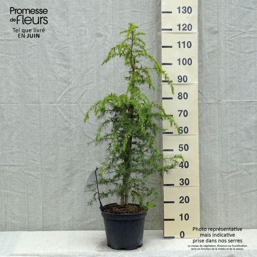 Cedrus deodara Feeling Blue - Cedro del Himalaya Maceta 12L/15L Ejemplar entregado en la primavera