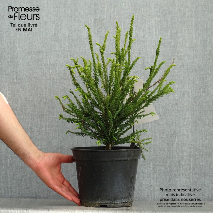 Sudi Araucarioides - Cryptomeria japonica Maceta 4L/5L Ejemplar entregado en la primavera