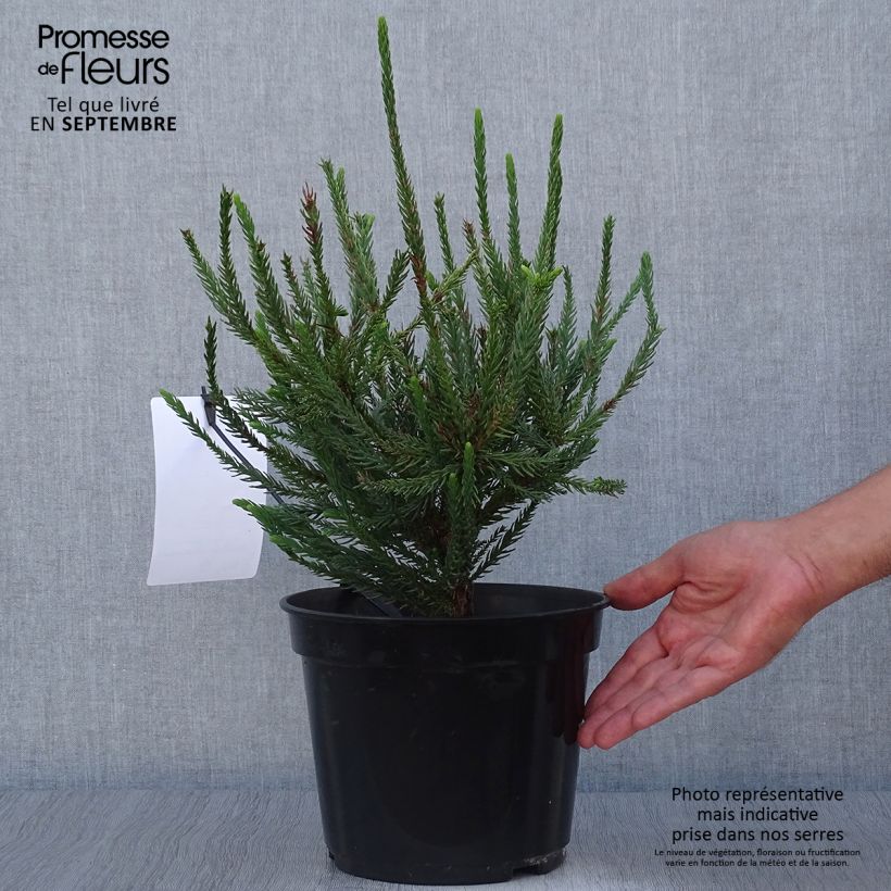 Ejemplar de Sudi Araucarioides - Cryptomeria japonica Maceta 4L/5L entregado en otoño