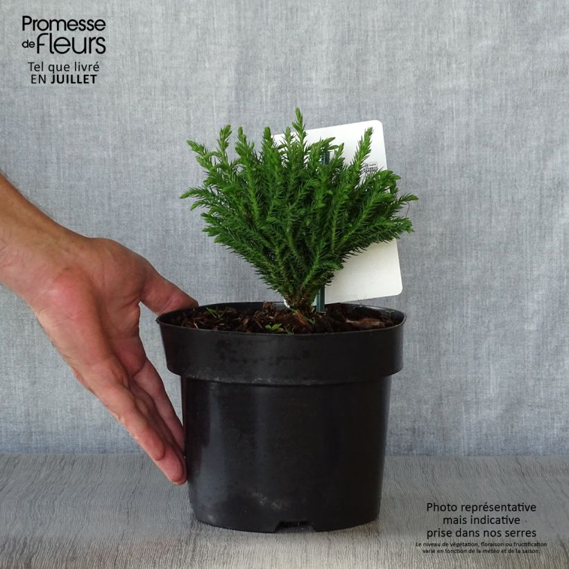 Ejemplar de Sugi Green Pearl - Cryptomeria japonica Maceta 2L/3L entregado en verano